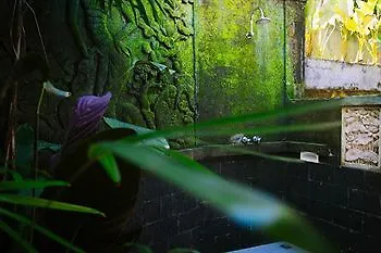 Awang Awang * Ubud (Bali)